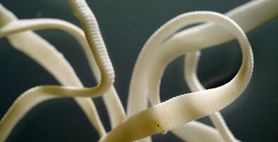 plochý parazit z ľudského tela